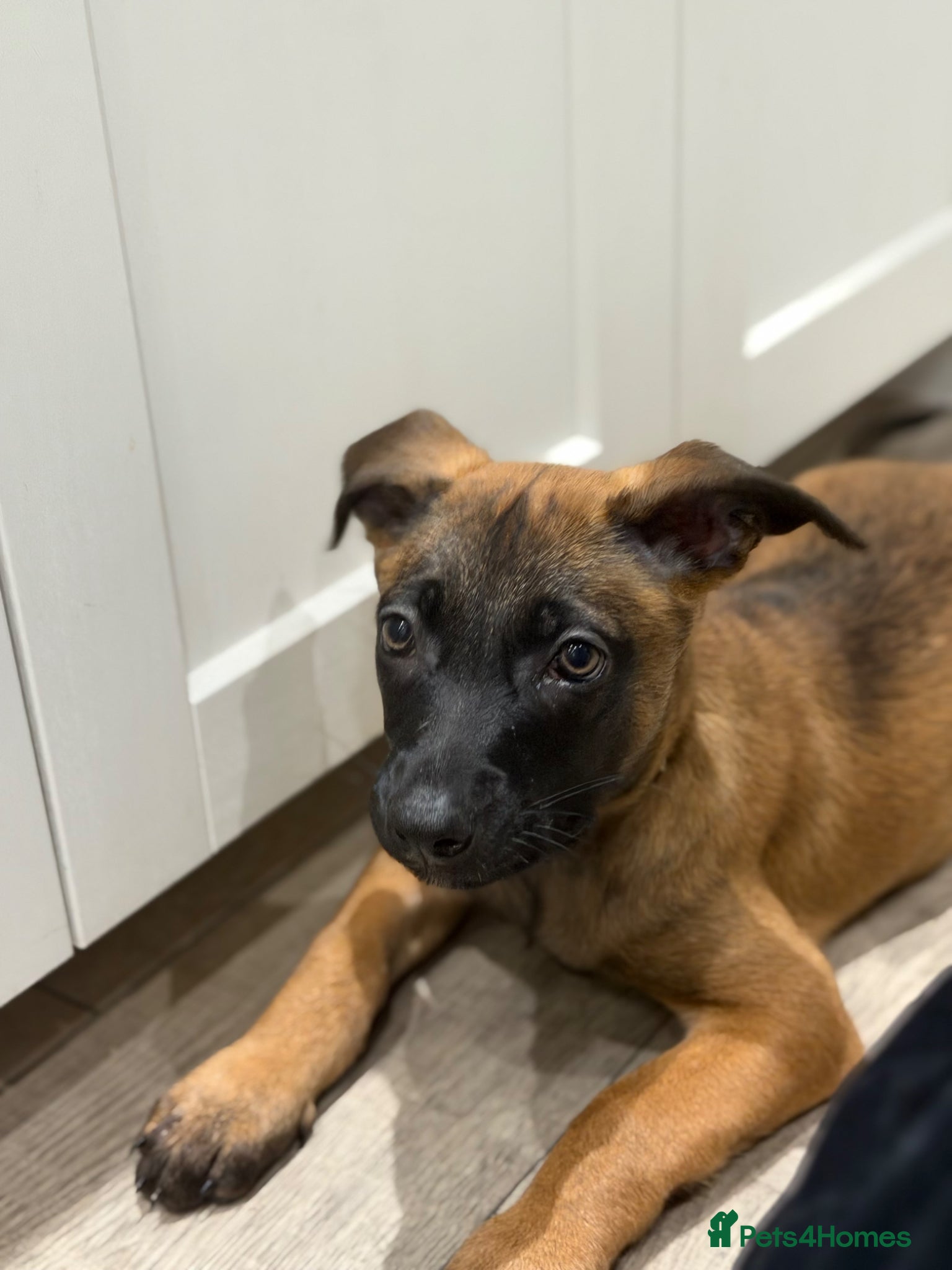 Mixed Breed dogs DUTCH HERDER CROSS BREED - Advert 2