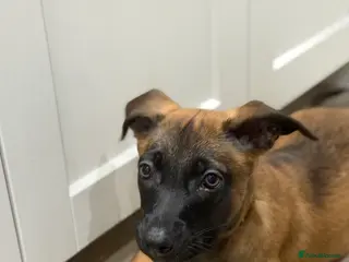 Mixed Breed dogs DUTCH HERDER CROSS BREED - Advert 2