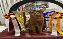 Abyssinian cats for sale: Beautiful Abyssinians kittens - Image 21