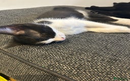 Mixed Breed cats for sale: 3 mixed breed kittens - Image 9