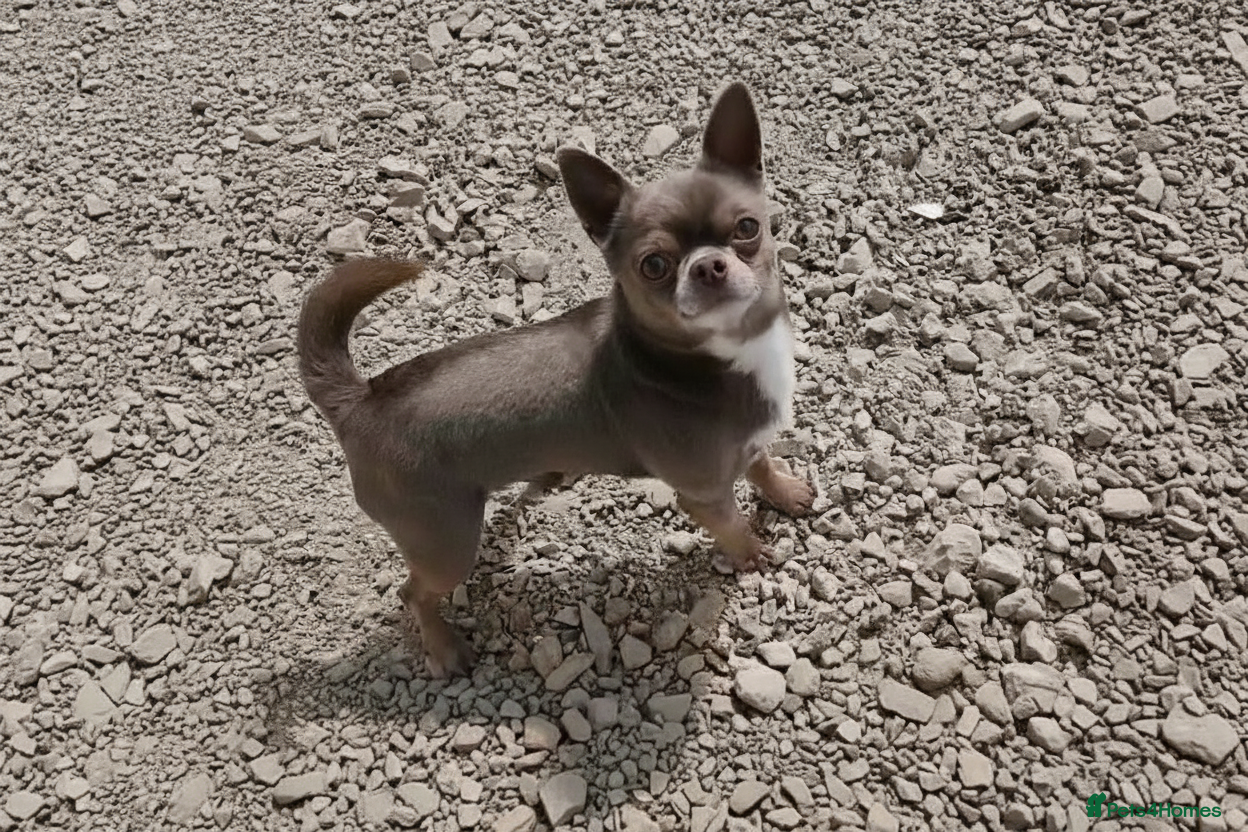 Chihuahua dogs KC reg-Health tested-PROVEN  - Advert 15