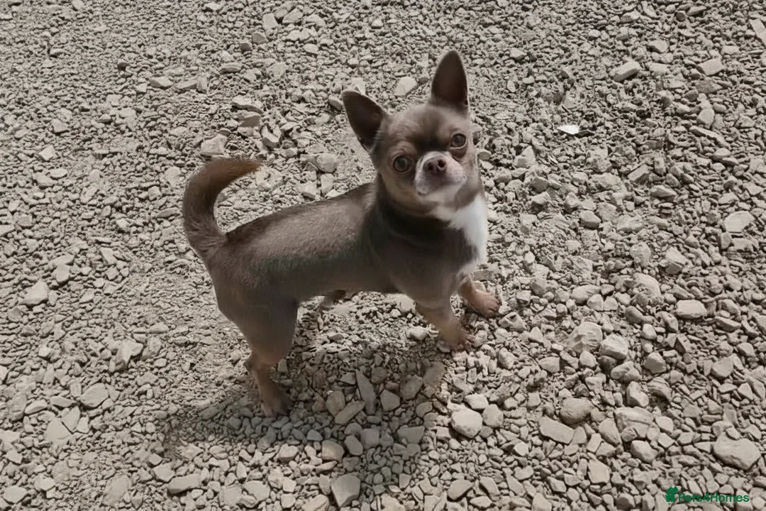 Chihuahua dogs for stud: KC reg-Health tested-PROVEN  - Advert 2