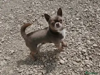 Chihuahua dogs KC reg-Health tested-PROVEN - Advert 15