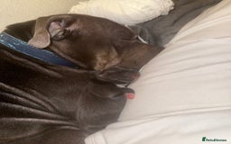 Staffordshire Bull Terrier dogs for sale: Beautiful Male blue Staffy puppy  - Image 4