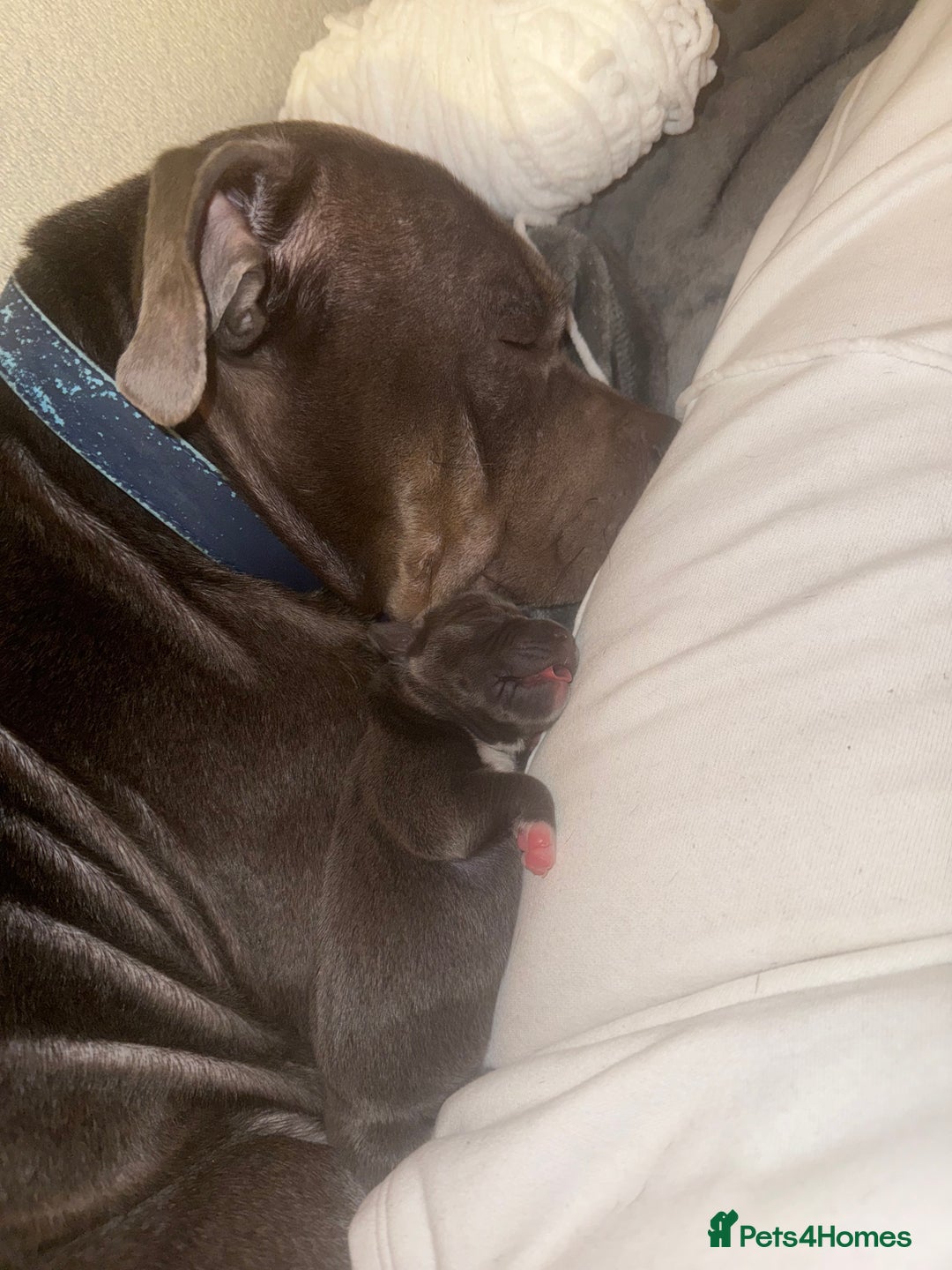 Staffordshire Bull Terrier dogs for sale: Beautiful Male blue Staffy puppy  - Image 4