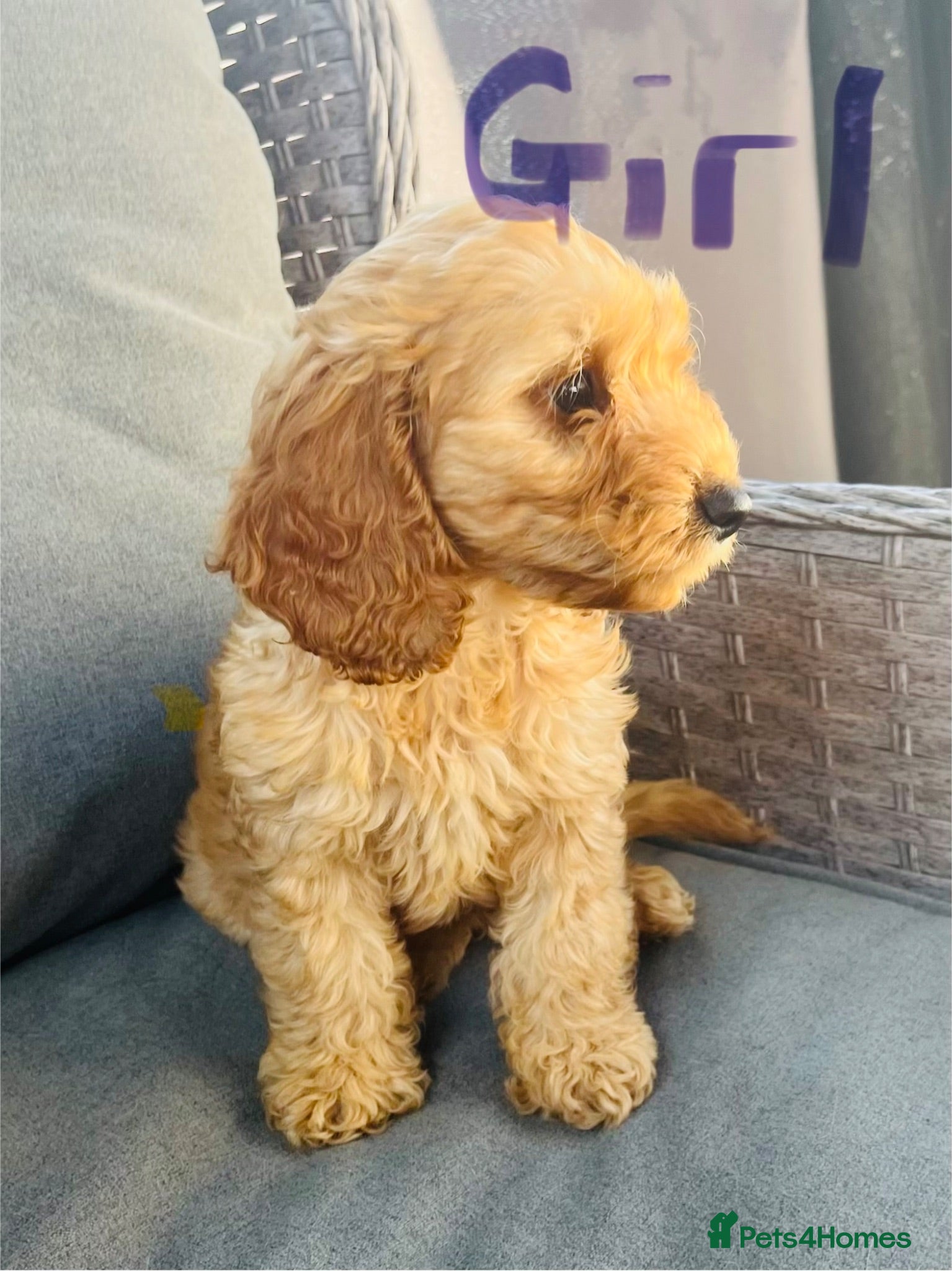 Cockapoo dogs F1 Show cockapoos (ready now) - Advert 2