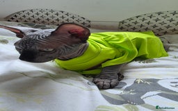 Sphynx cats for sale: Adorable Sphynx kittens💝🐈‍⬛🐈 - Image 30