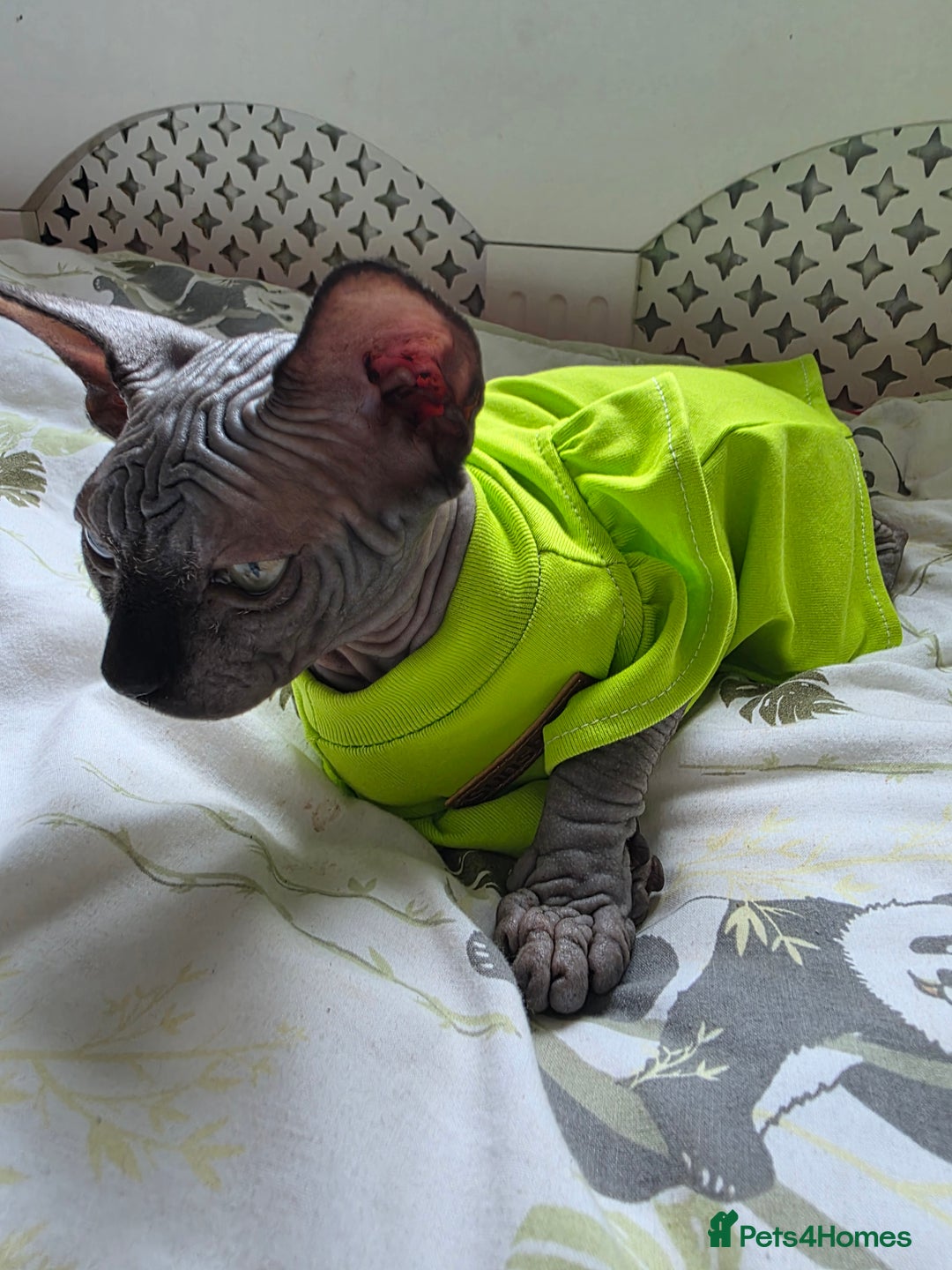 Sphynx cats for sale: Adorable Sphynx kittens💝🐈‍⬛🐈 - Image 30