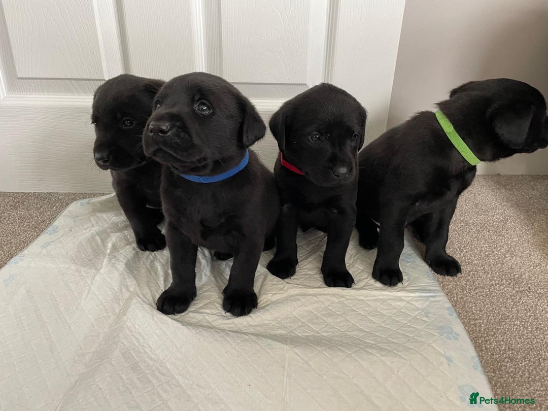 Labrador Retriever dogs for sale: Black Labrador Puppies - Advert 10