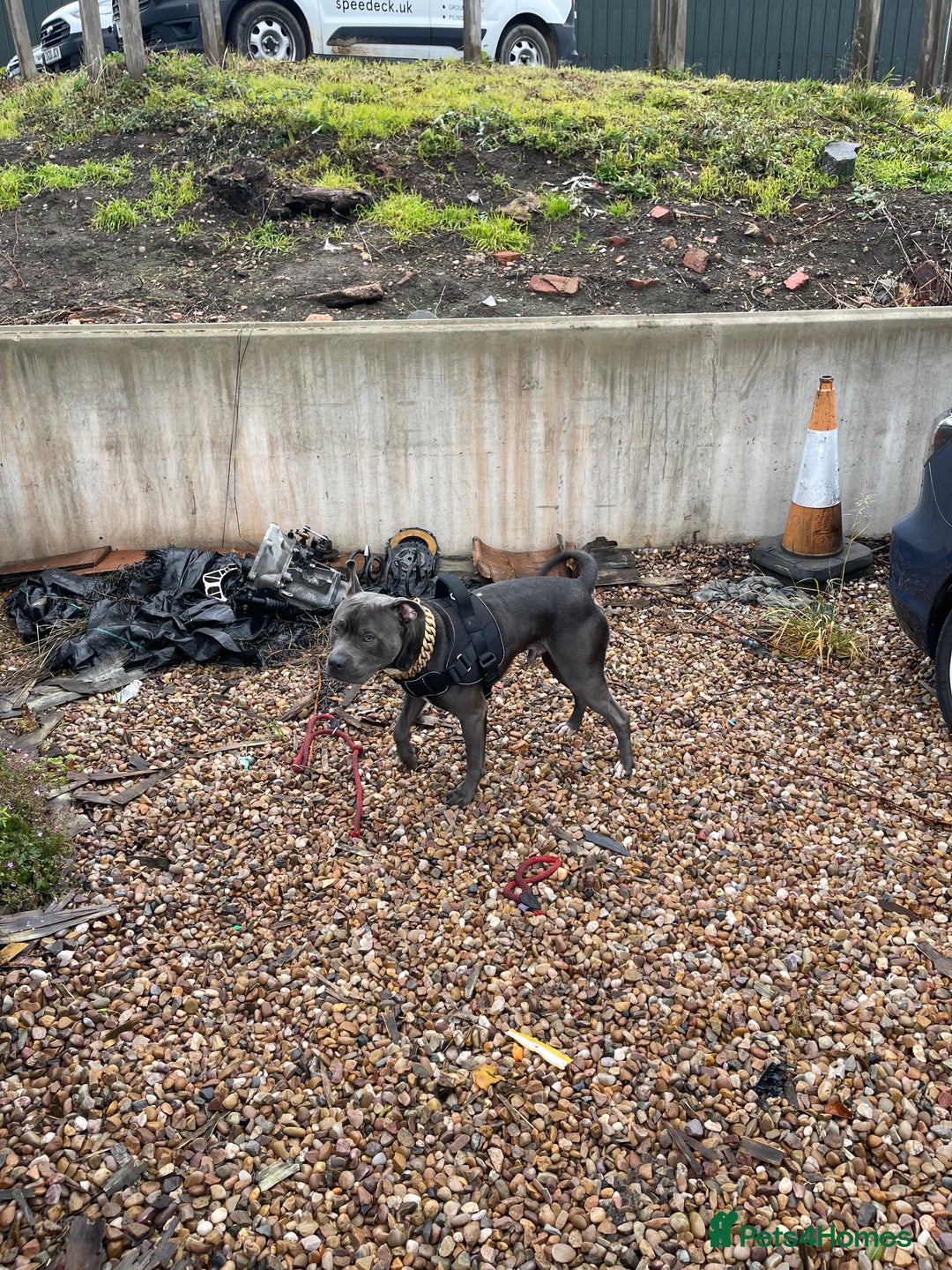 Staffordshire Bull Terrier dogs for sale: Dog looking for new home - Advert 9