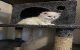 Persian cats for sale: white and orange cream doll face Persians - Image 15