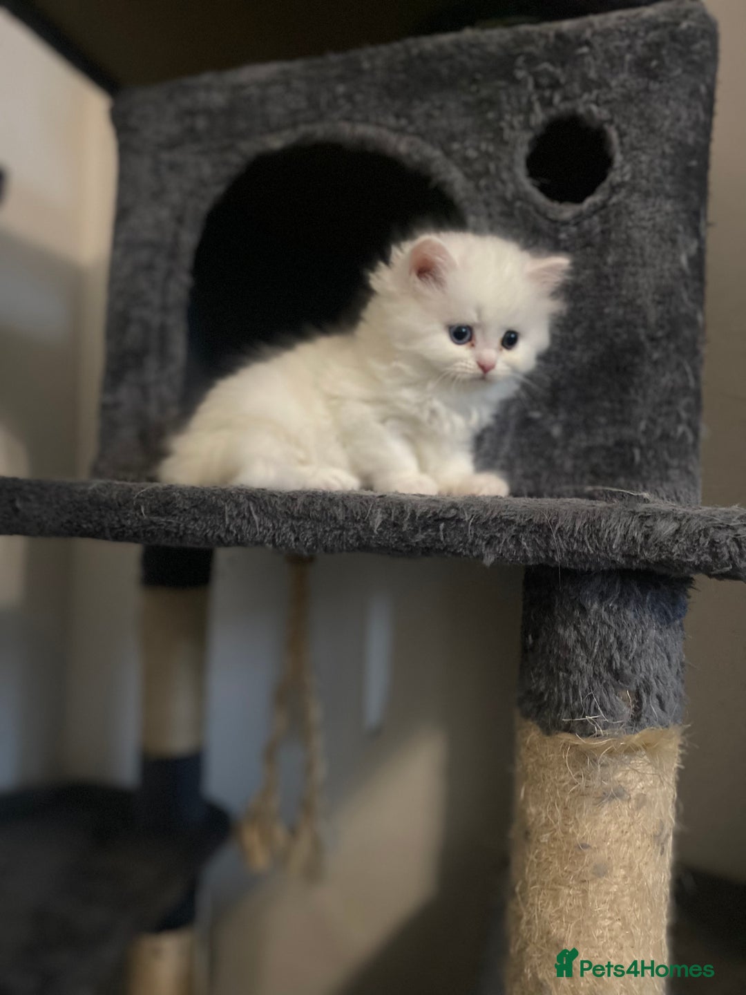 Persian cats for sale: white and orange cream doll face Persians - Image 15