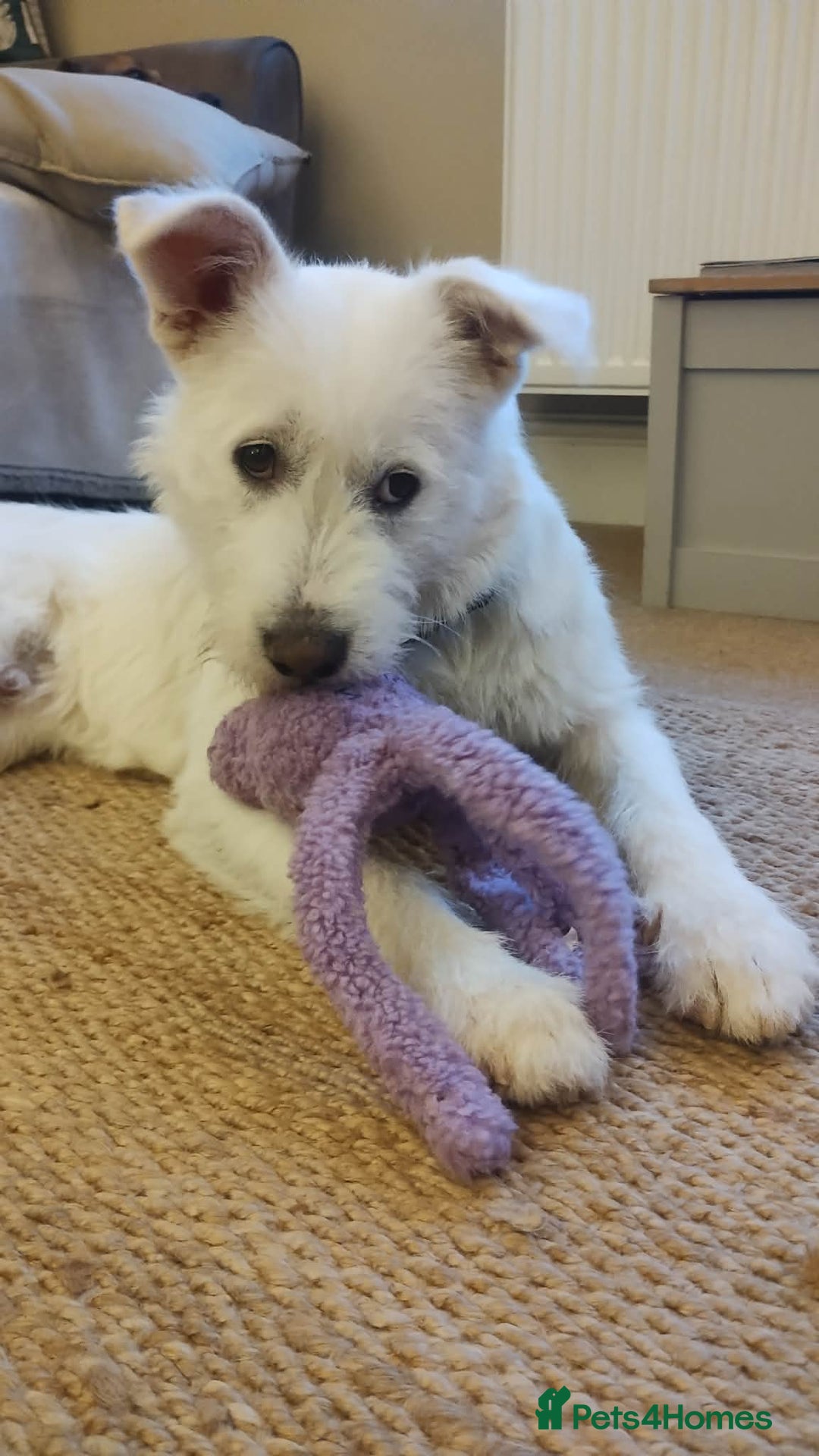 Mixed Breed dogs for adoption: HANDSOME HENRY  - Advert 7