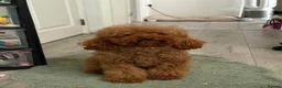 Toy Poodle dogs for sale: Toy poodle  - Advert 5