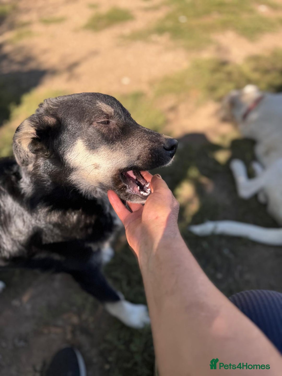 Mixed Breed dogs for adoption: GIZMO - a Lovely young boy for a Loving Home - Image 17
