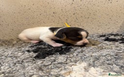Jack Russell dogs for sale: Jack Russell puppies  - Image 9