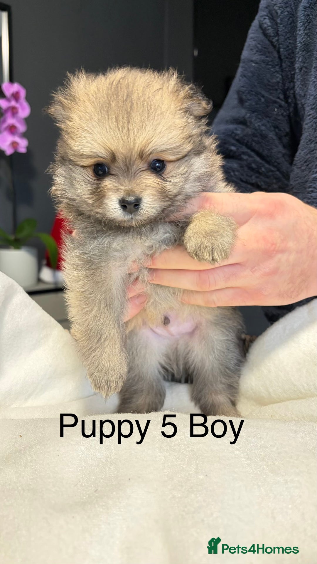 Pomeranian dogs for sale: Pomeranian Puppies 💗 - Advert 6