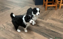 Border Collie dogs for sale: Stunning Border Collie Pups  - Image 8