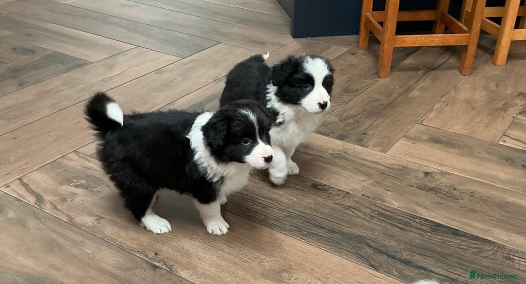 Border Collie dogs for sale: Stunning Border Collie Pups  - Image 8