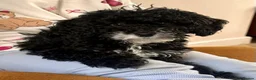 Cockapoo dogs for sale: 🐾 Beautiful F1bb Cockerpoo Puppies 🐾 - Advert 21