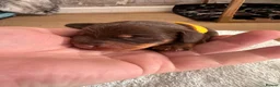 Miniature Dachshund dogs for sale: Miniature dachshund puppies 3 girls and one boy  in Bedford - Advert 5