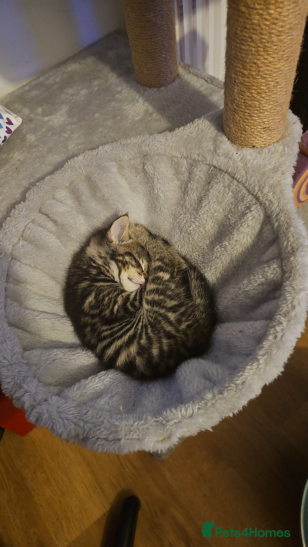 Mixed Breed cats for sale: Grey Kittens🐾🤍 - Advert 25