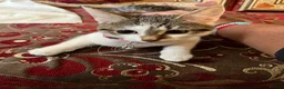 Turkish Van cats for sale: Kittens for free  in London - Advert 5