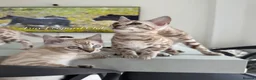 Bengal cats for sale: Stunning Snow Bengals - TICA Full Pedigree  - Advert 9