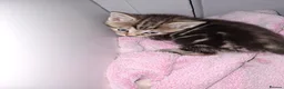 Mixed Breed cats for sale: 4 beautiful kittens  - Advert 12