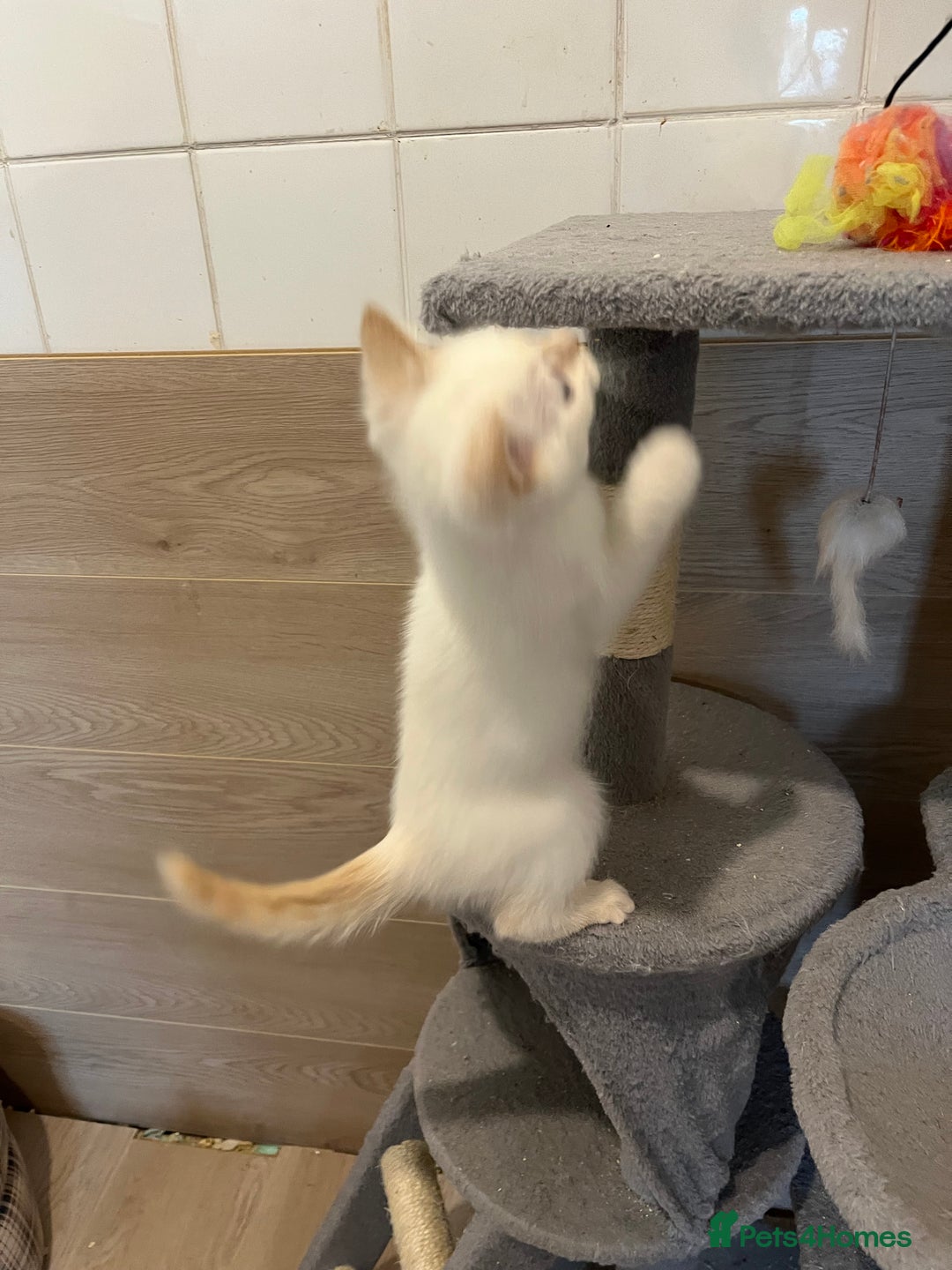 Ragdoll cats for sale: Ragdoll x Persian kittens  - Image 10