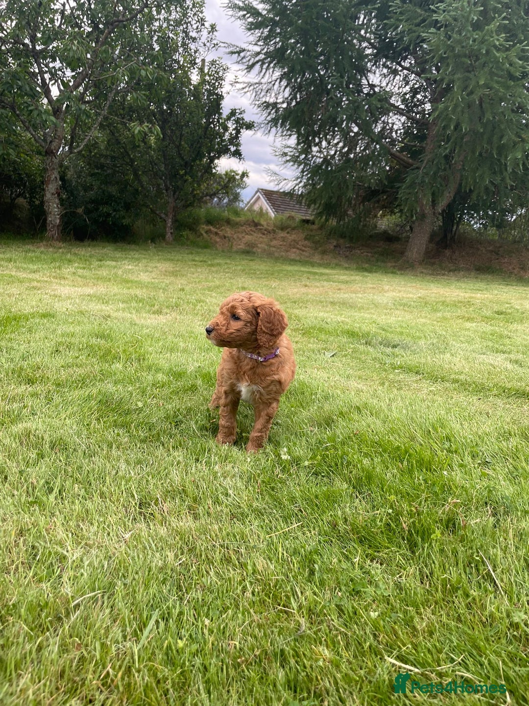 Australian Labradoodle dogs for sale: Australian Labradoodle puppies  - Image 5