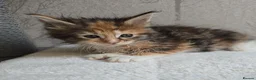 Maine Coon cats for sale: Beautiful Maine Coon Kittens Amazing Lines - Advert 4