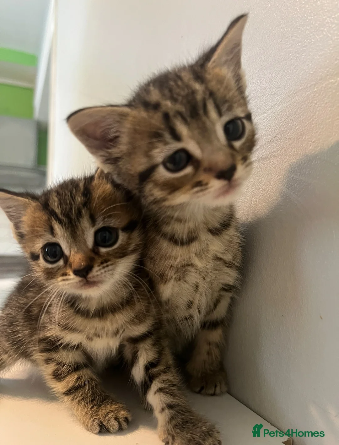 Bengal cats for sale: 2 gorgeous bengal mix kittens  - Advert 2