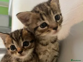 Bengal cats 2 gorgeous bengal mix kittens - Advert 1