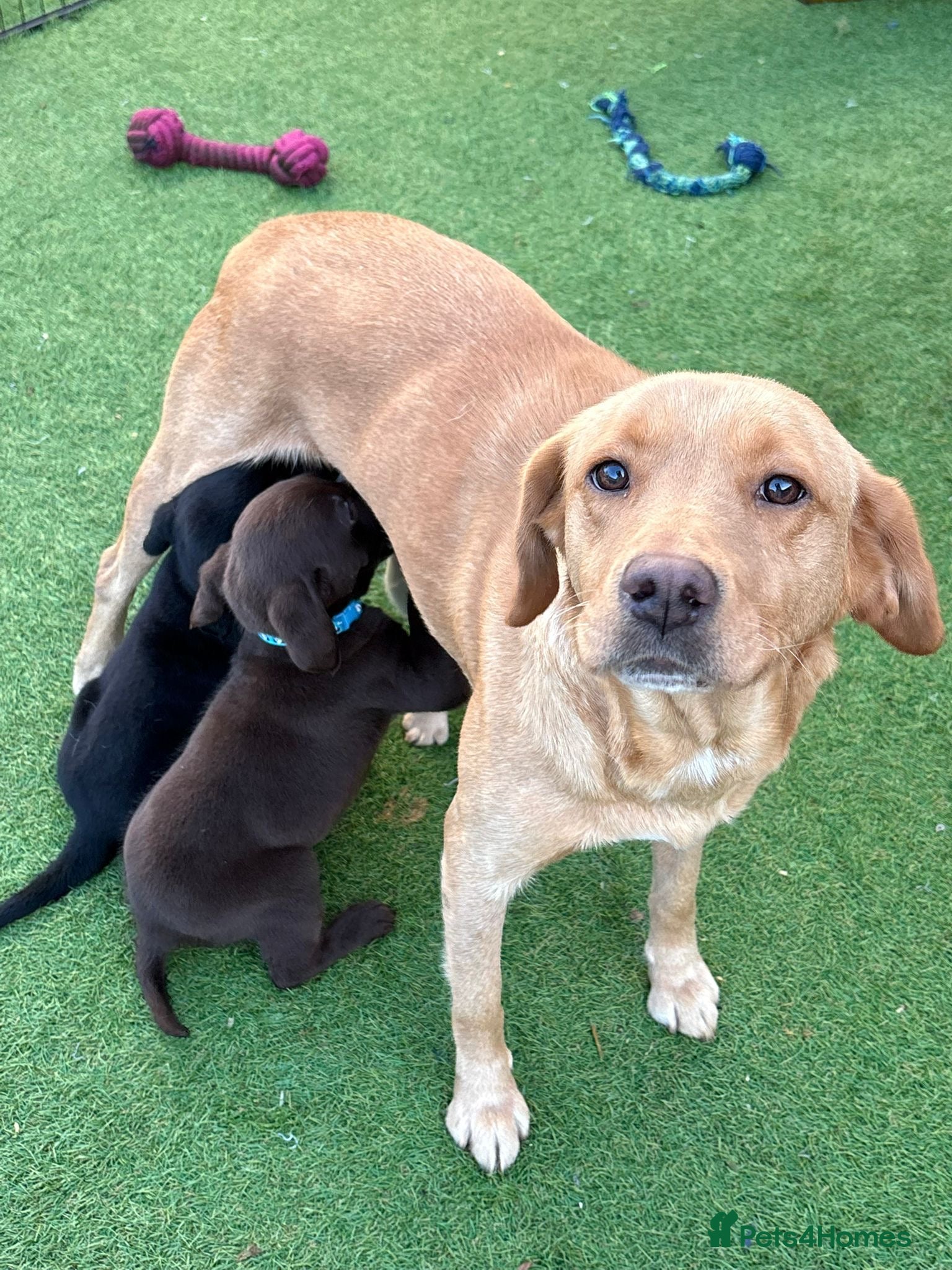 Labrador Retriever dogs Beautiful Labrador puppy’s  - Advert 1