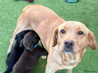 Labrador Retriever dogs Beautiful Labrador puppy’s - Advert 1