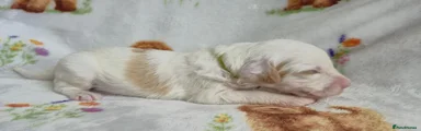 Green Collar Boy