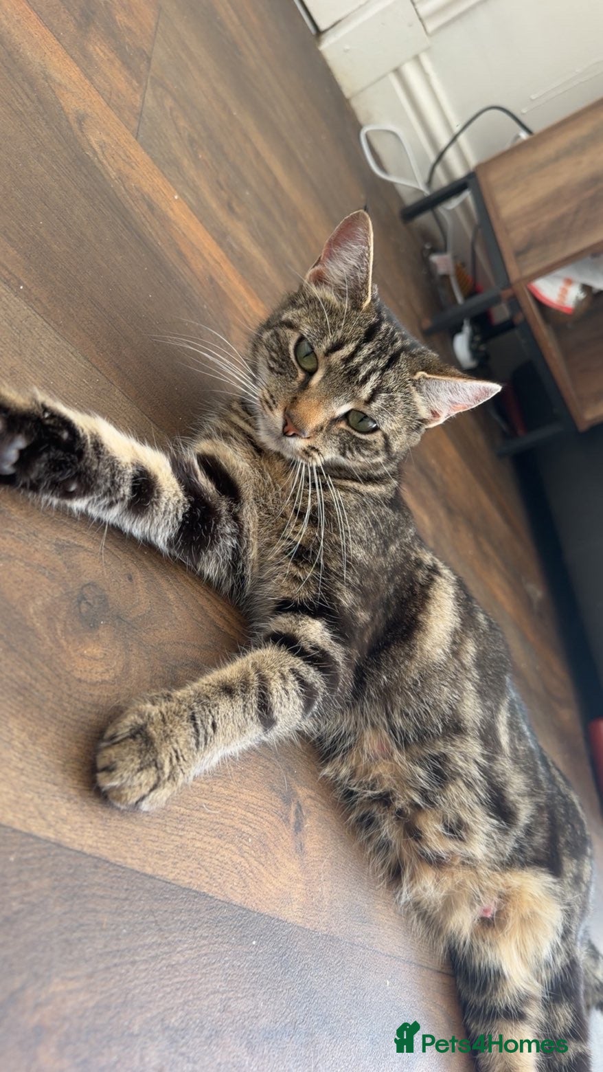 Mixed Breed cats Kittens for sale  - Advert 1