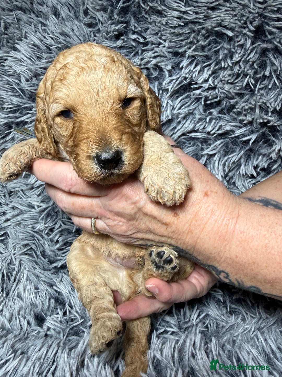 Labradoodle dogs for sale: Exceptional F1BB Labradoodle Puppies - Home Raised - Advert 12