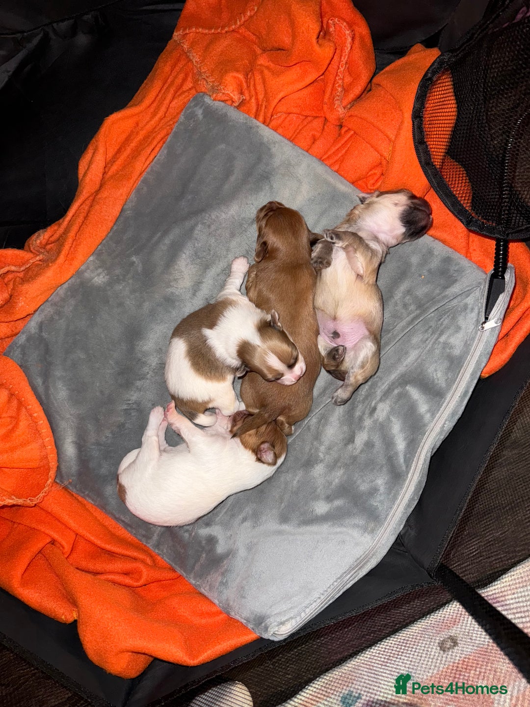 Mixed Breed dogs for sale: Beautiful pups for sale!  - Advert 1