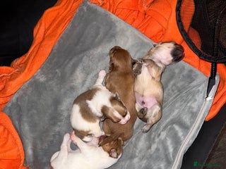 Mixed Breed dogs Beautiful pups for sale! - Advert 3