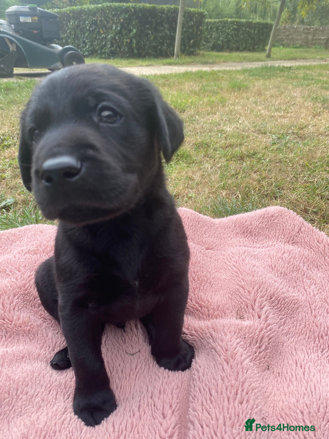 Labrador Retriever dogs for sale: Labrador (working) puppies - Image 6