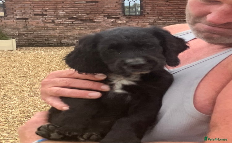 Cocker Spaniel dogs - Advert 12