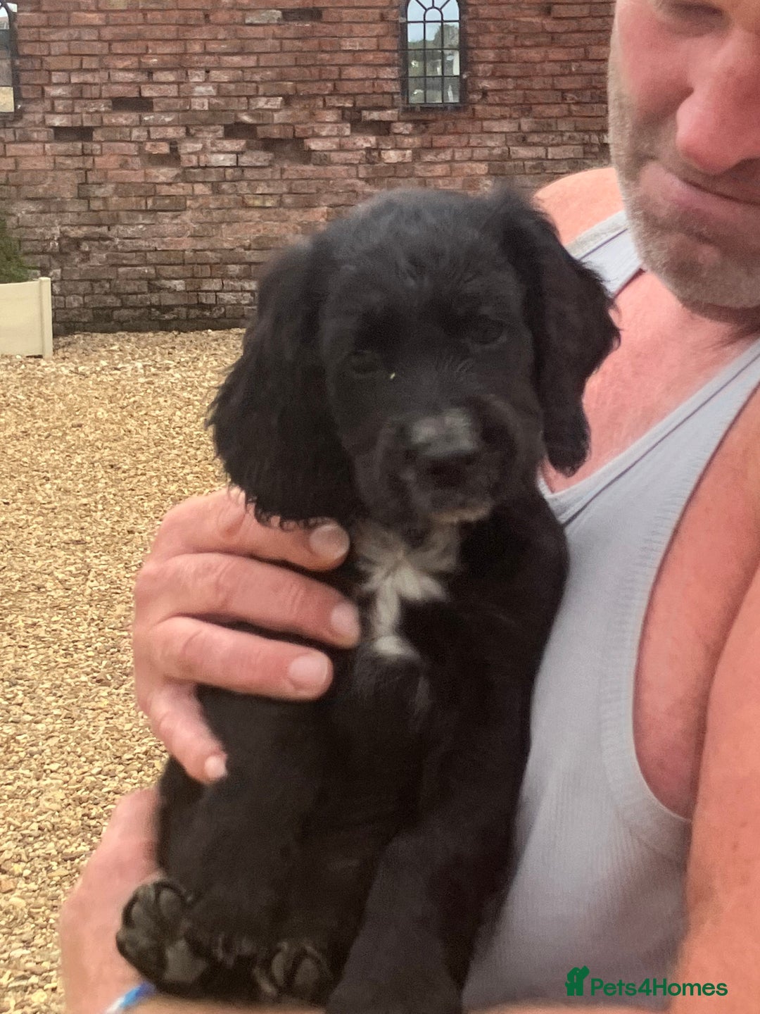 Cocker Spaniel dogs for sale: Working KC registered puppies  - Image 1
