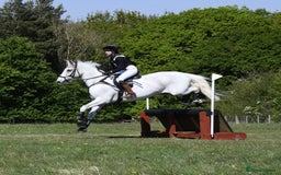 English Warmblood horses for sale: 16hh Schoolmistress  - Image 27