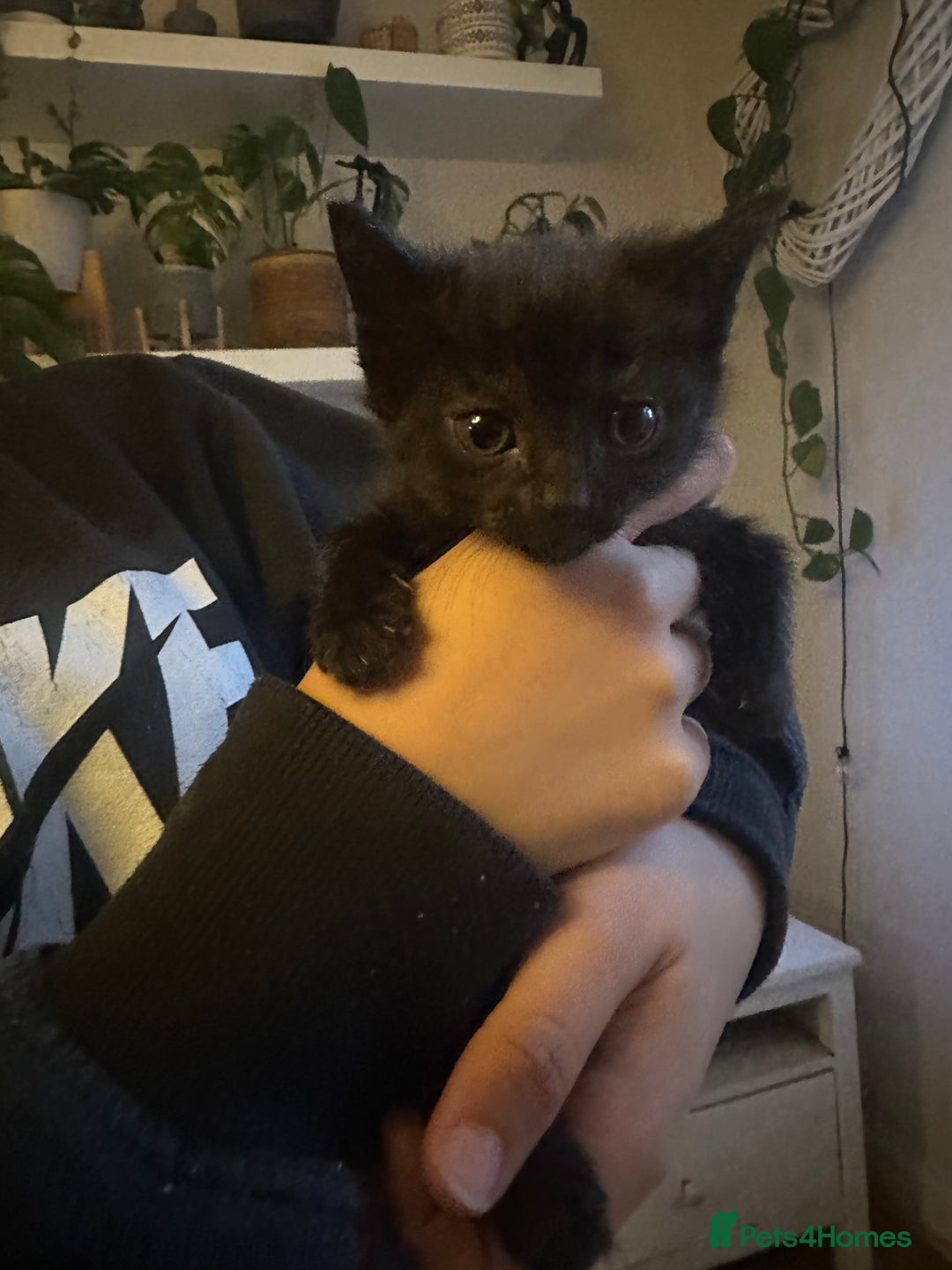 Mixed Breed cats for sale: 3 Beautiful Kittens Remaining  - Image 22