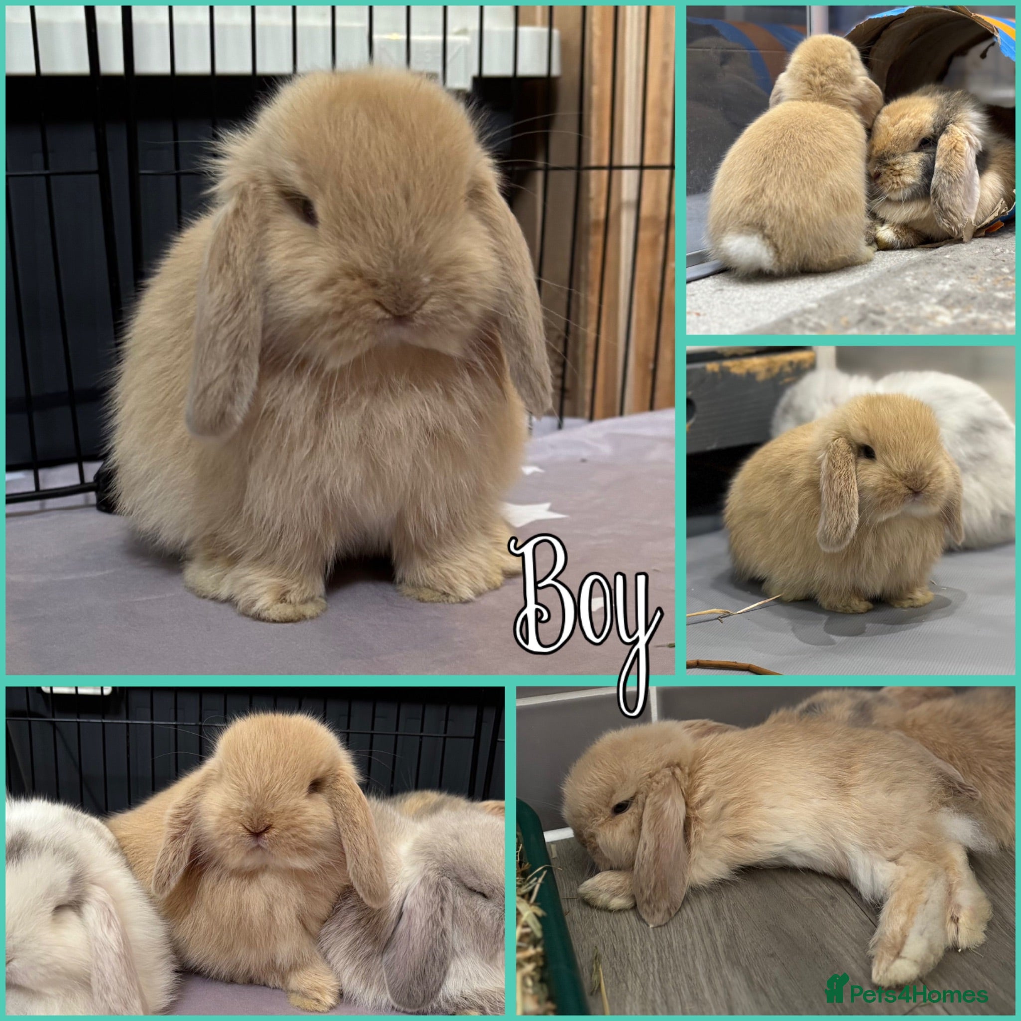 Mini Lop rabbits Please read advert - 3 pure bred mini lops - Advert 2