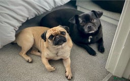 Pug dogs for sale: Chug and pug  - Image 2