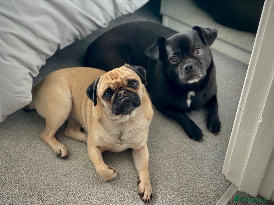 Pug dogs for sale: Chug and pug  - Image 2