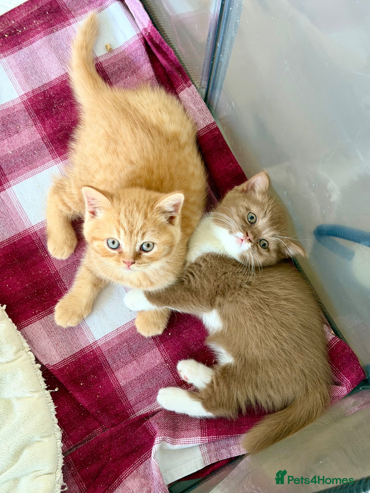British Shorthair cats Beautiful pedigree kittens TICA registered  - Advert 13